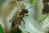 Andrena sp.